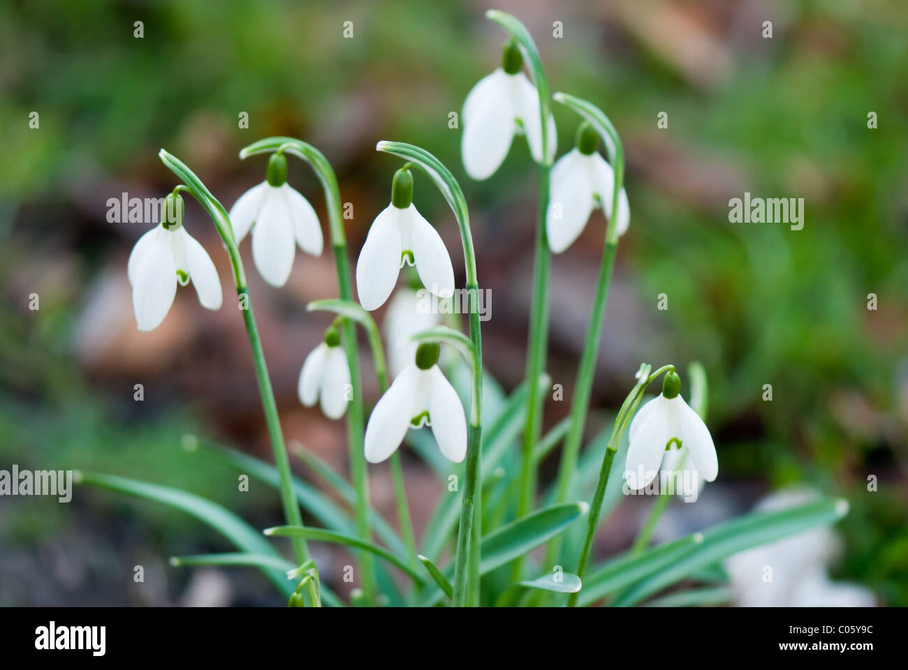 Snowdrops or galanthus Stock Photo