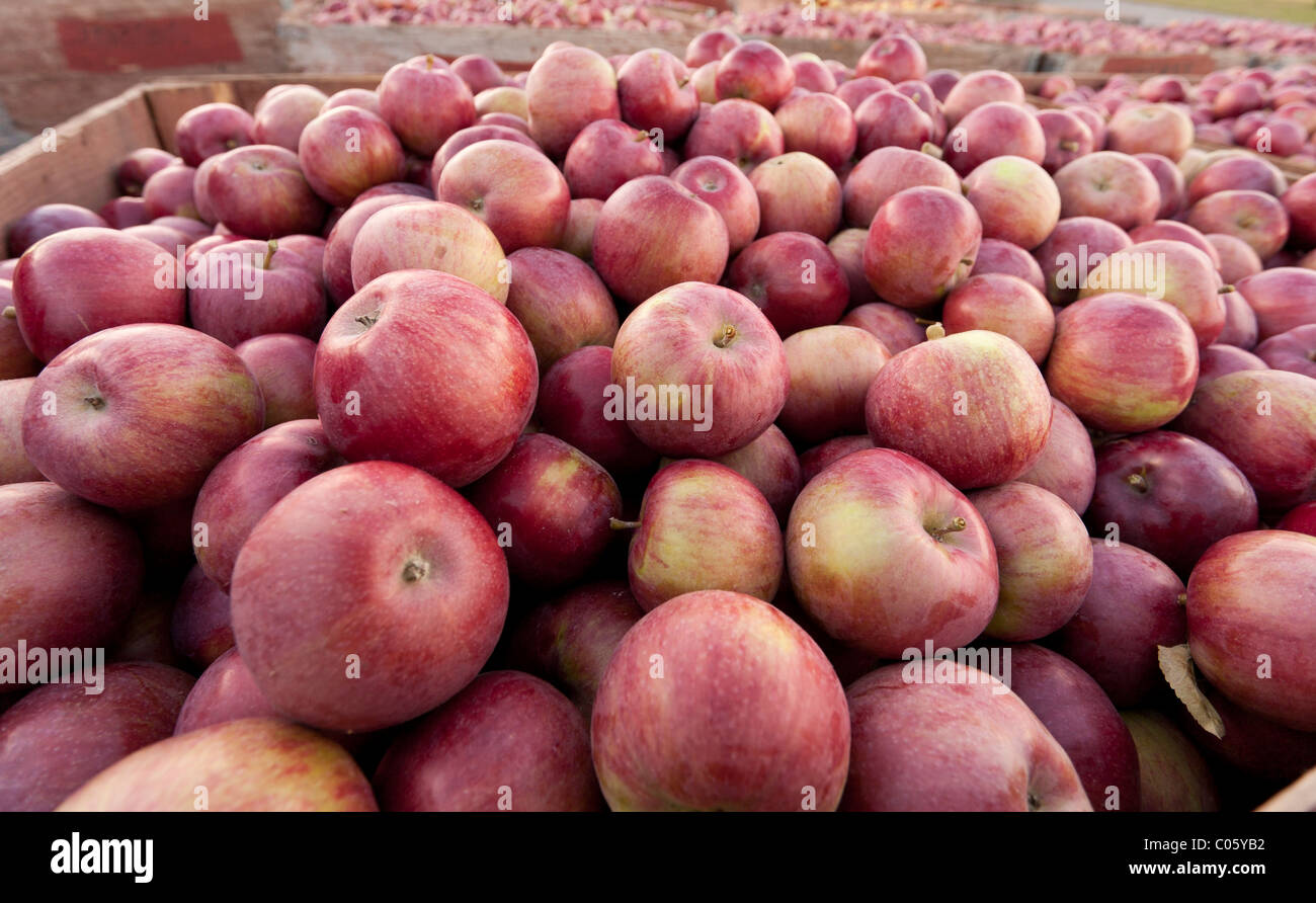 A huge box of Apples Picked and Ready for Market. Huge boxes of ripe