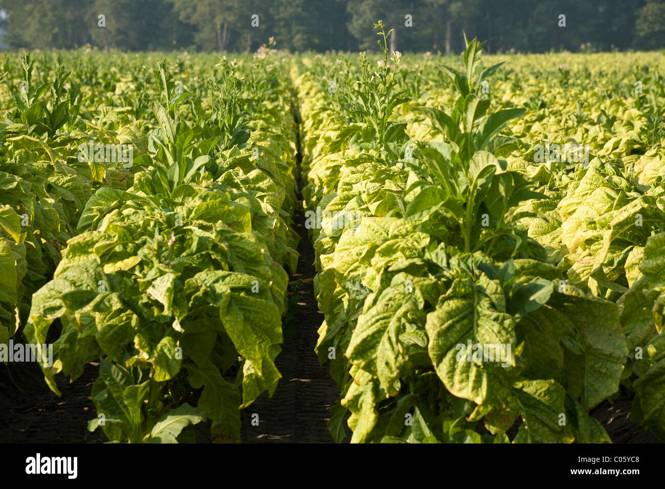 Tobacco rows. A row of tobacco plants ripening in the late afternoon