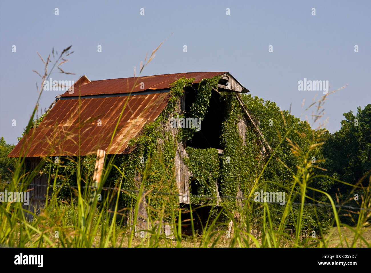 Barn, overgrown with ivy, in rural Arkansas north of Hot Springs. Stock Photo