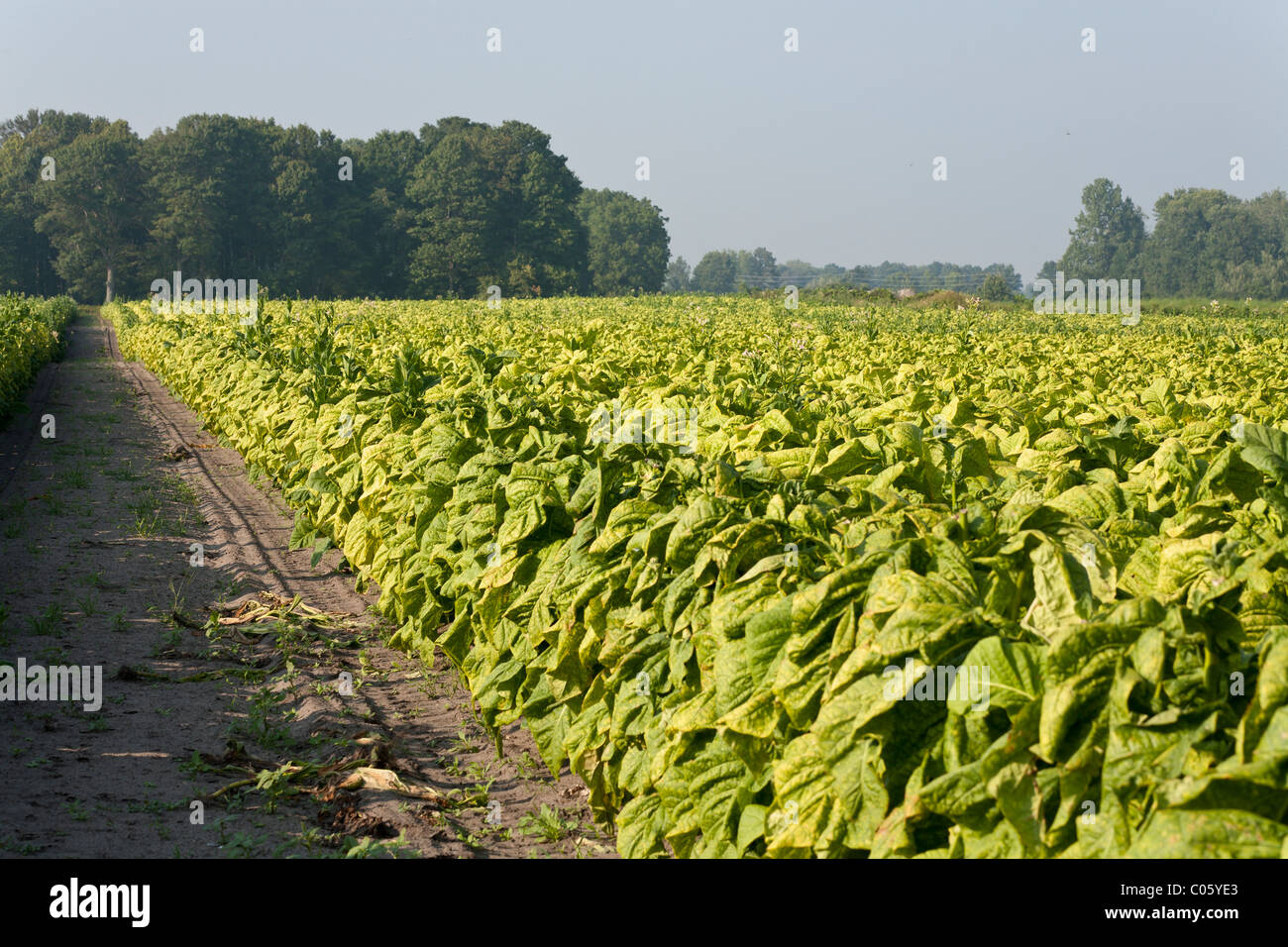 tobacco use can be harmful to Health Effects of Tobacco Use