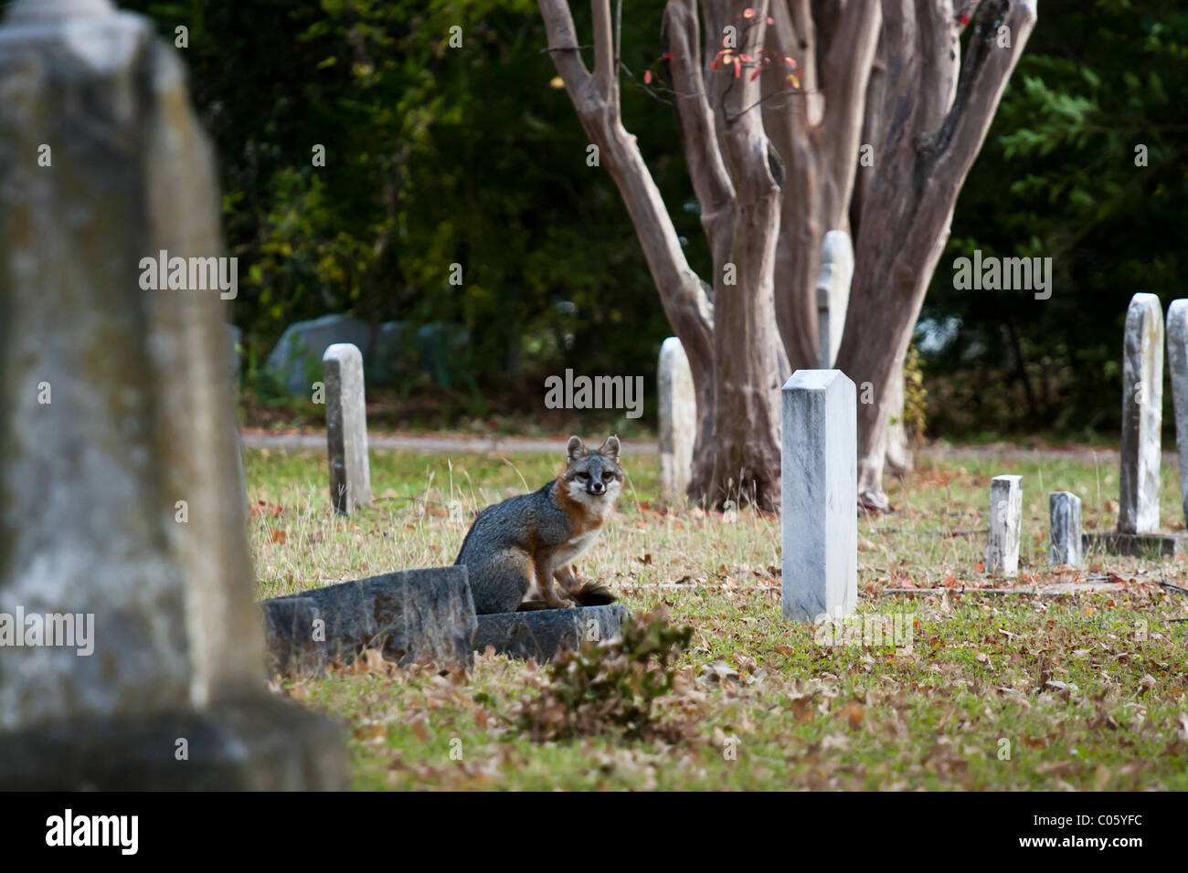 Fox among tombstones and grave markers in a Dallas city cemetery Stock