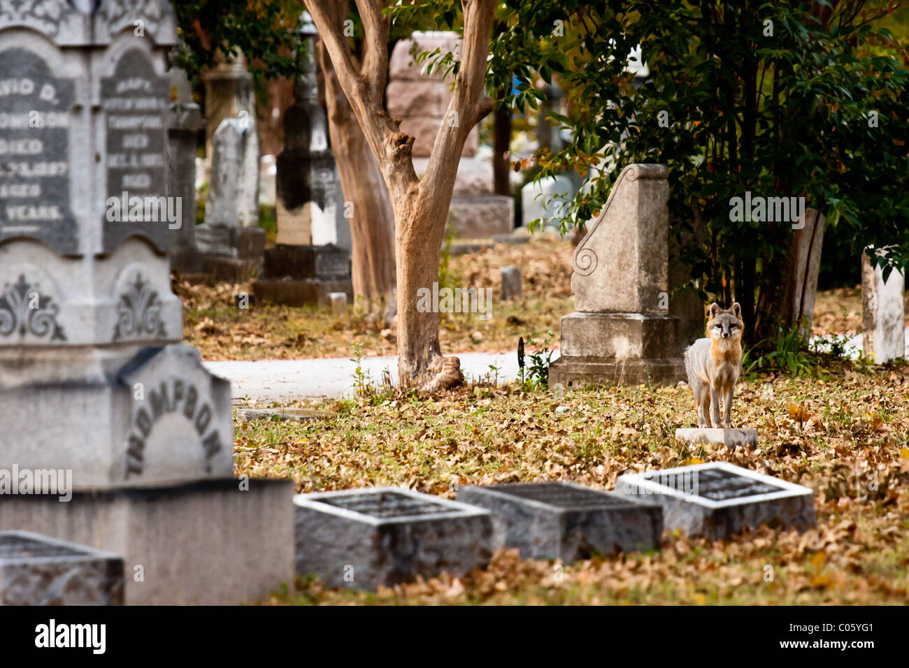 Fox among tombstones and grave markers in a Dallas city cemetery Stock