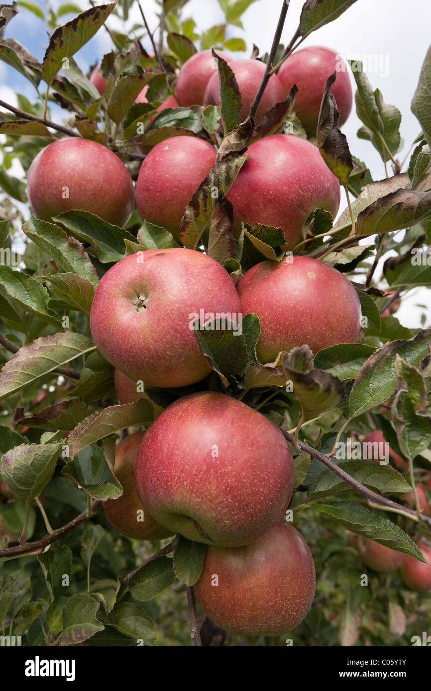 Fresh Tree Ripened Apples with leaves. A cluster of bright orange and