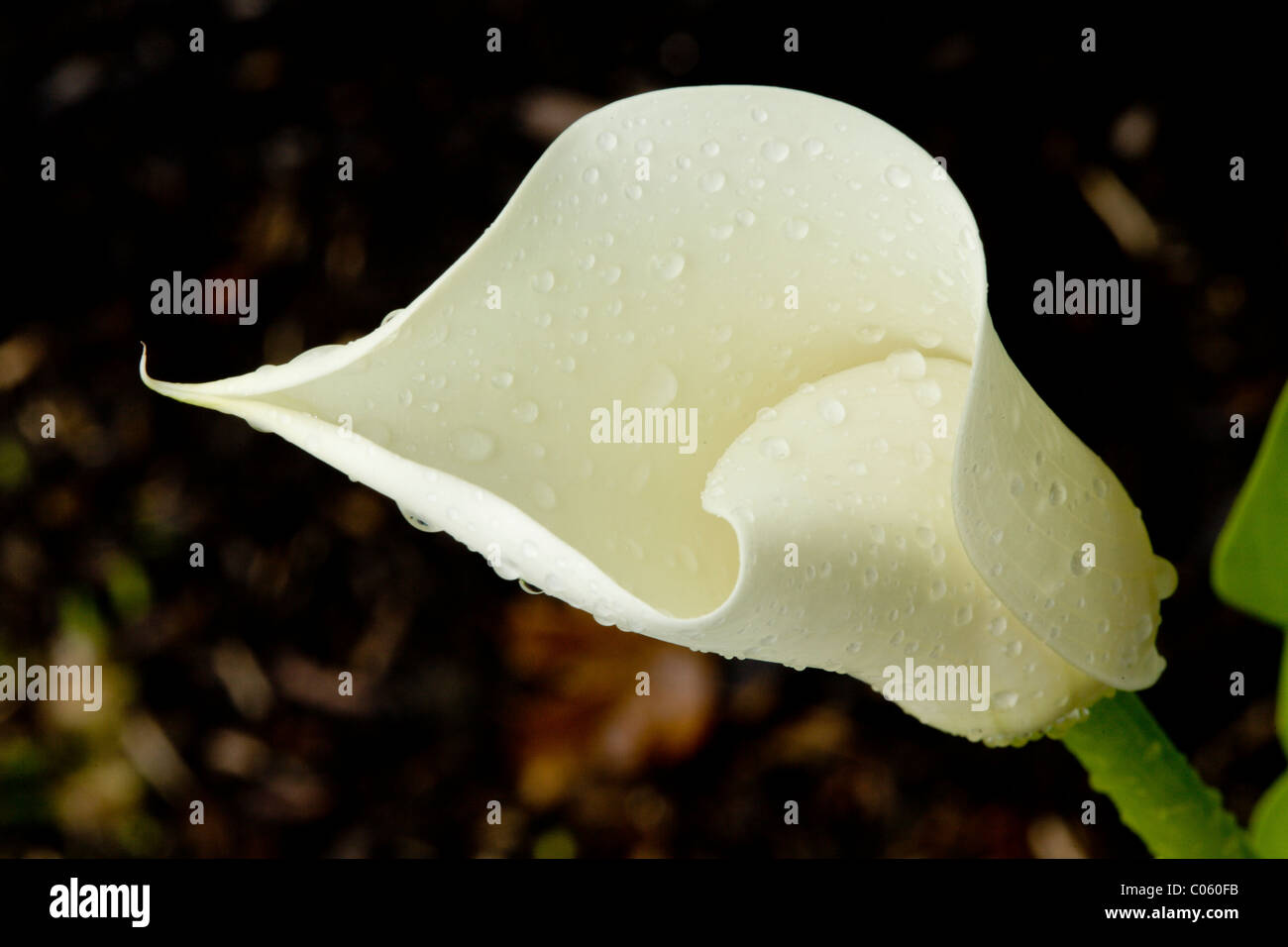 Calla Lily Flower Bud Opening. A creamy colored calla flower gradually