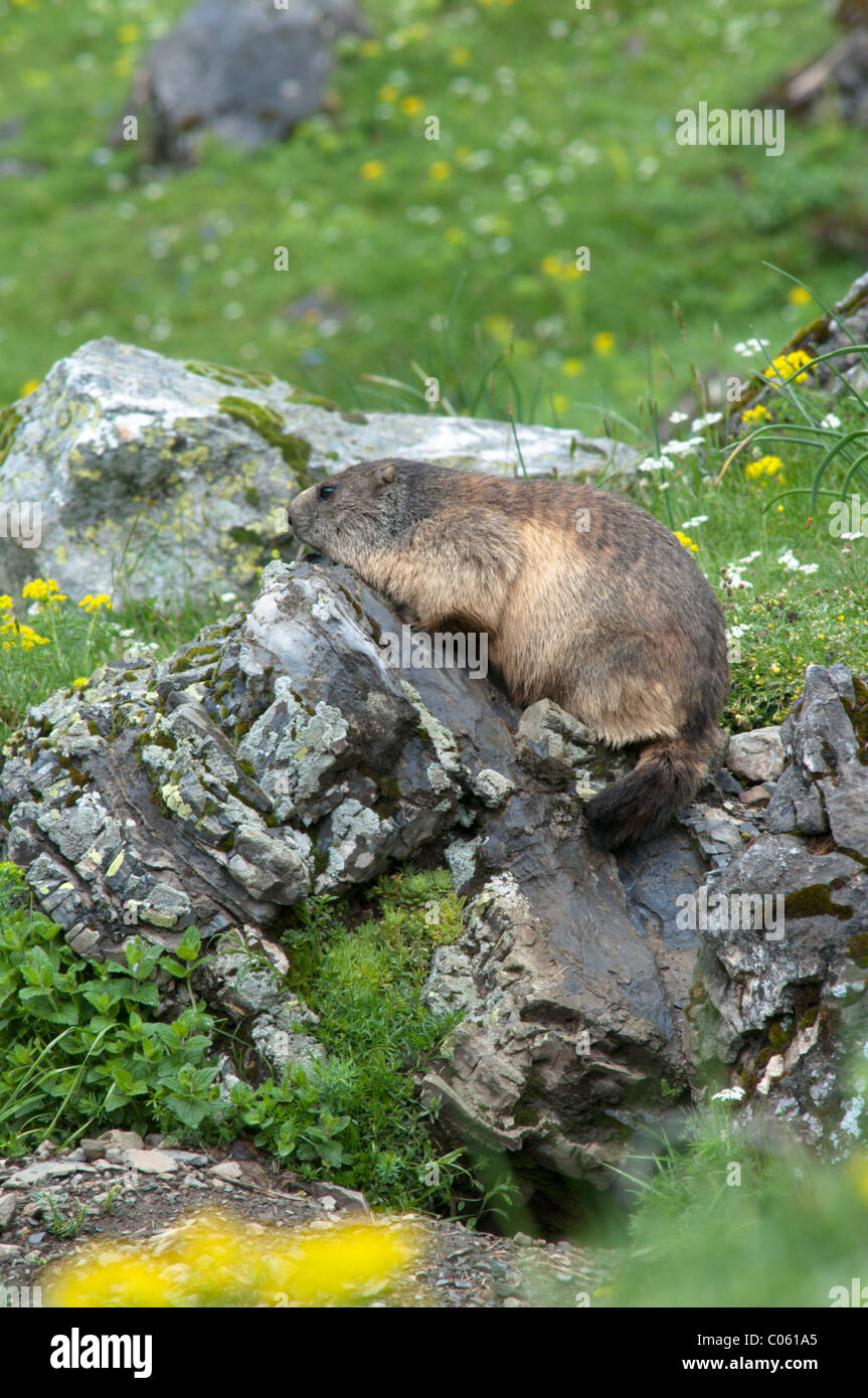 Alpine Marmot (Marmota marmota). Near Gavarnie. Park National des Pyrenees, The Pyrenees, France. June. Stock Photo