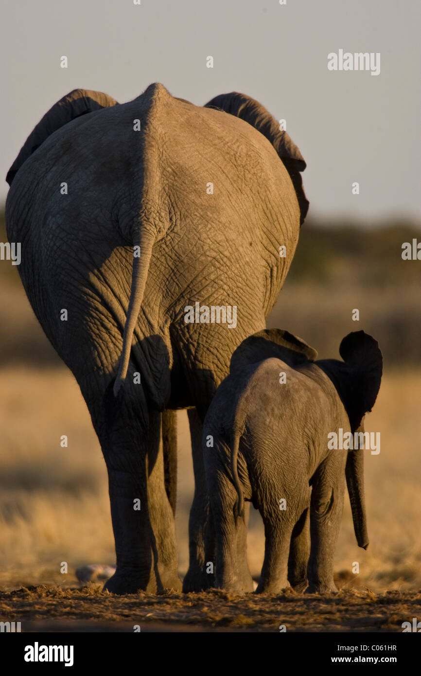 Elephant mother and calf from behind, Etosha National Park, Namibia. Stock Photo