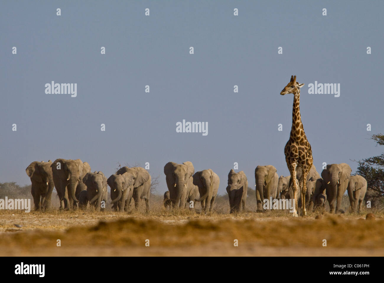 Giraffe and elephant herd approaching waterhole, Etosha National Park, Namibia Stock Photo