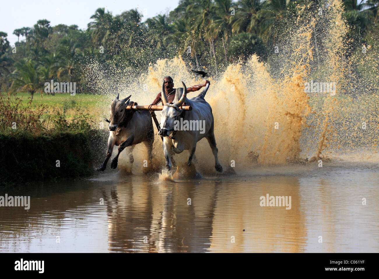 maramadi or cattle race in palakad,kerala,India Stock Photo