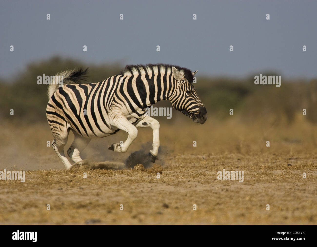 Zebra displaying, Etosha National Park, Namibia. Stock Photo