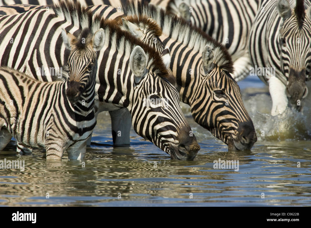 Zebras drinking, Etosha National Park, Namibia. Stock Photo