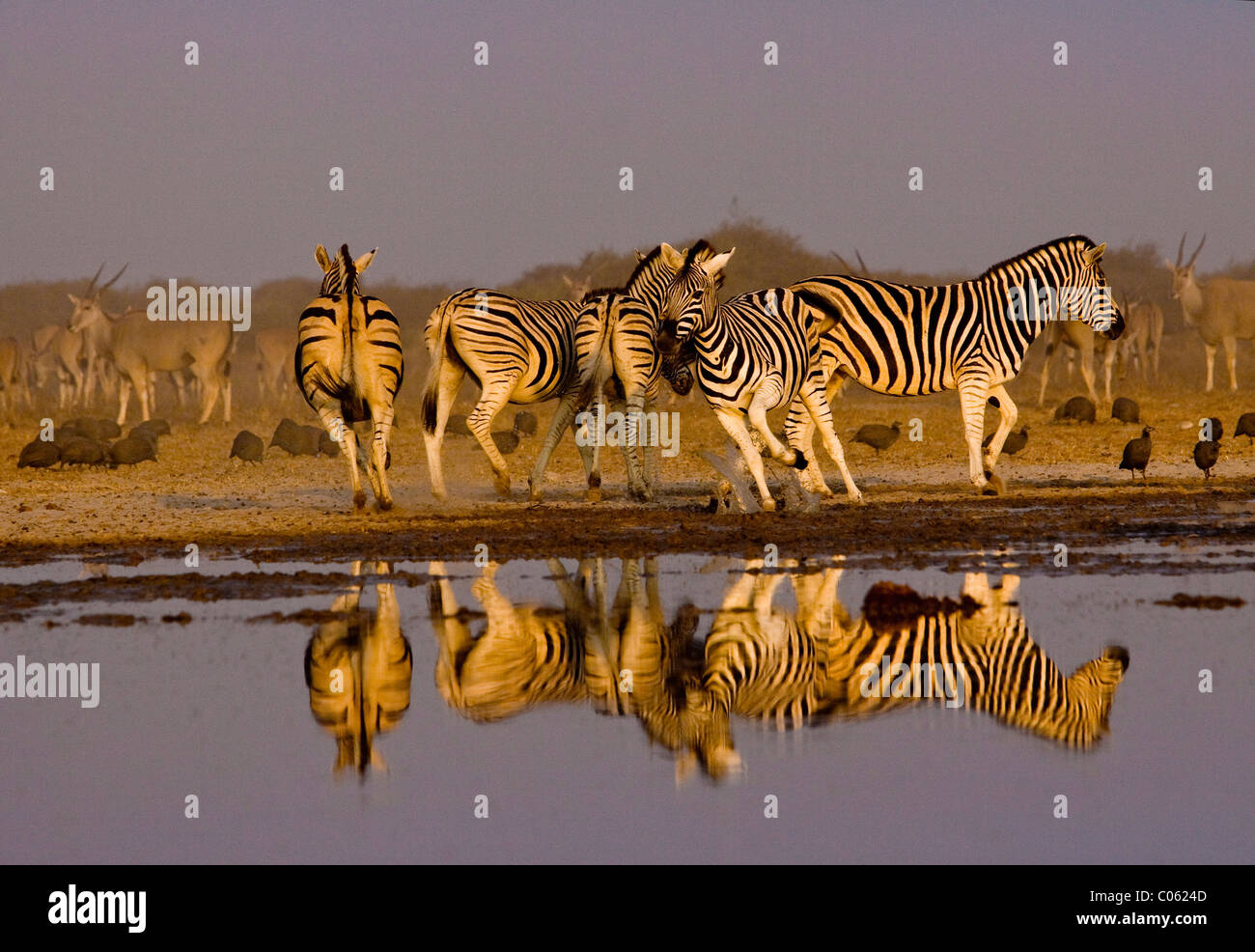Zebras reflected at waterhole, Etosha National Park, Namibia. Stock Photo