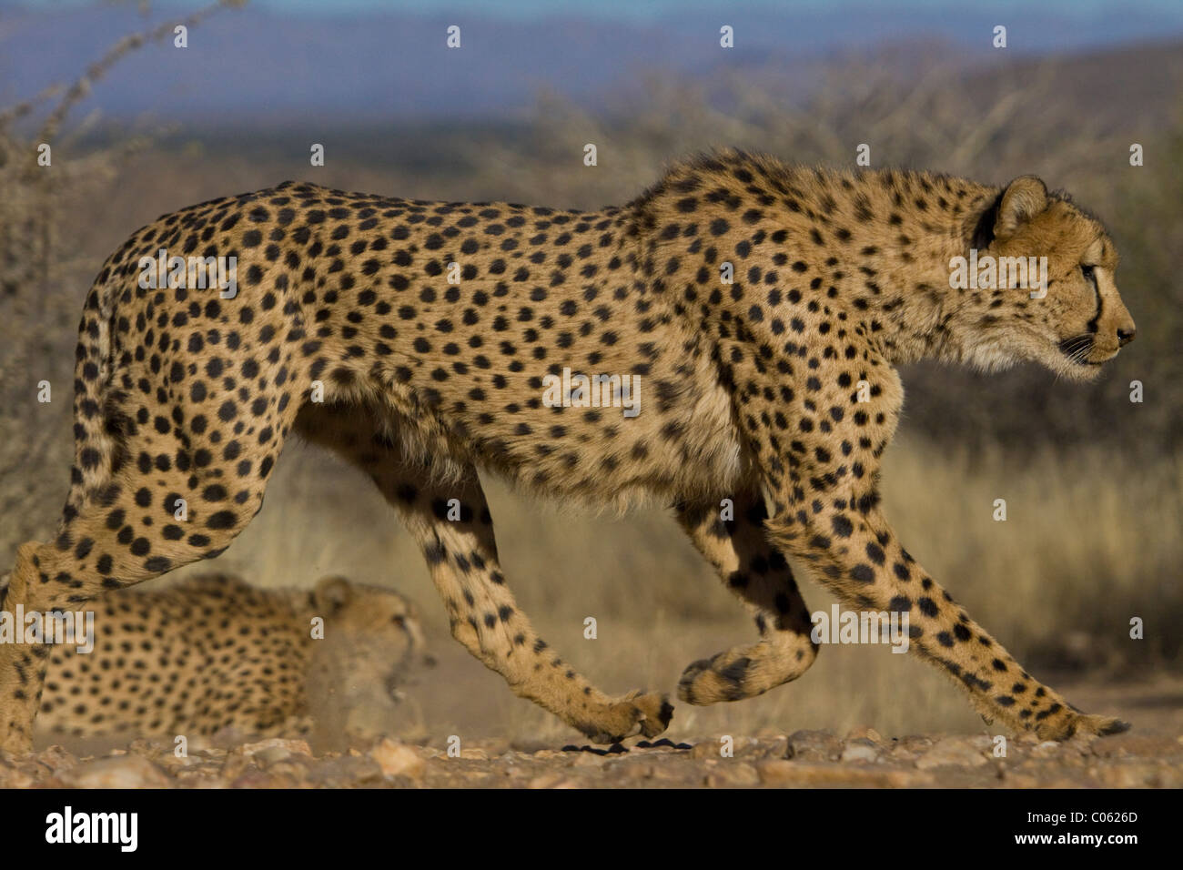 Cheetah running slowly, Khomas Hochland, Namibia Stock Photo