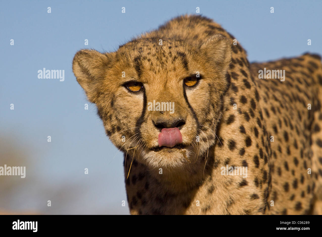 Cheetah portrait, tongue out, Khomas Hochland, Namibia Stock Photo