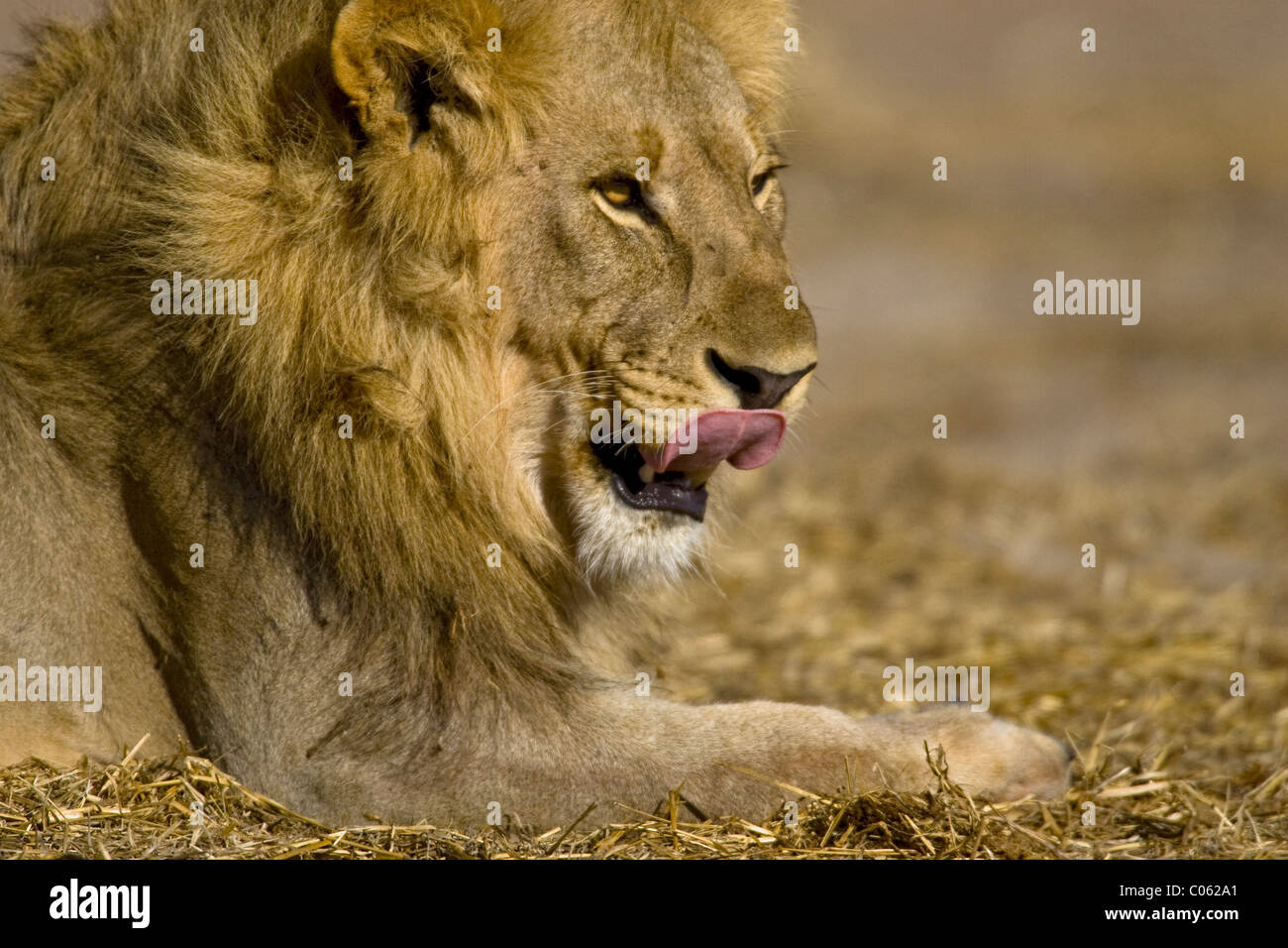 Male lion licking his lips, Etosha National Park, Namibia Stock Photo