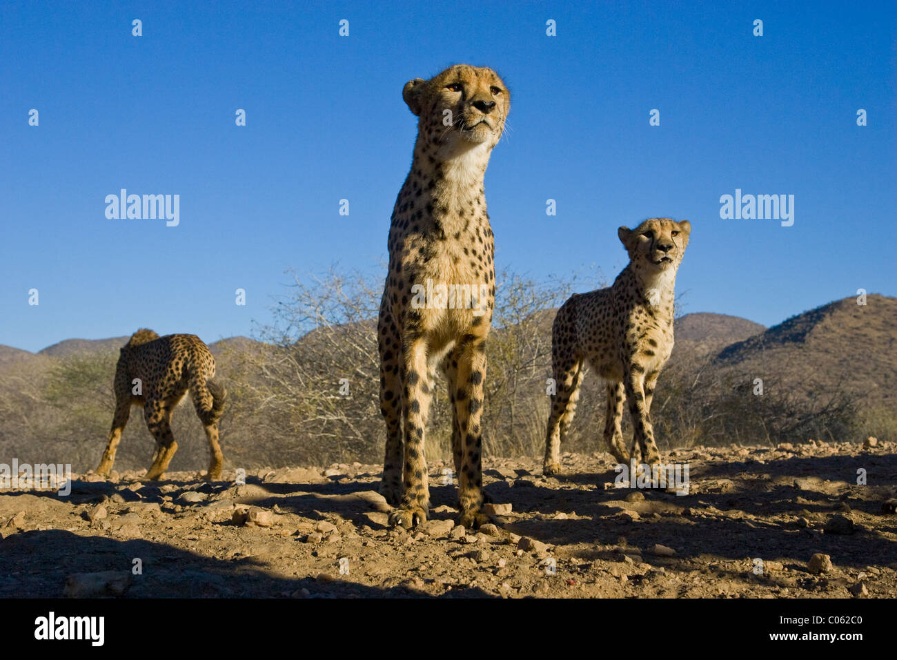 Low Angle cheetah, Khomas Hochland, Namibia Stock Photo