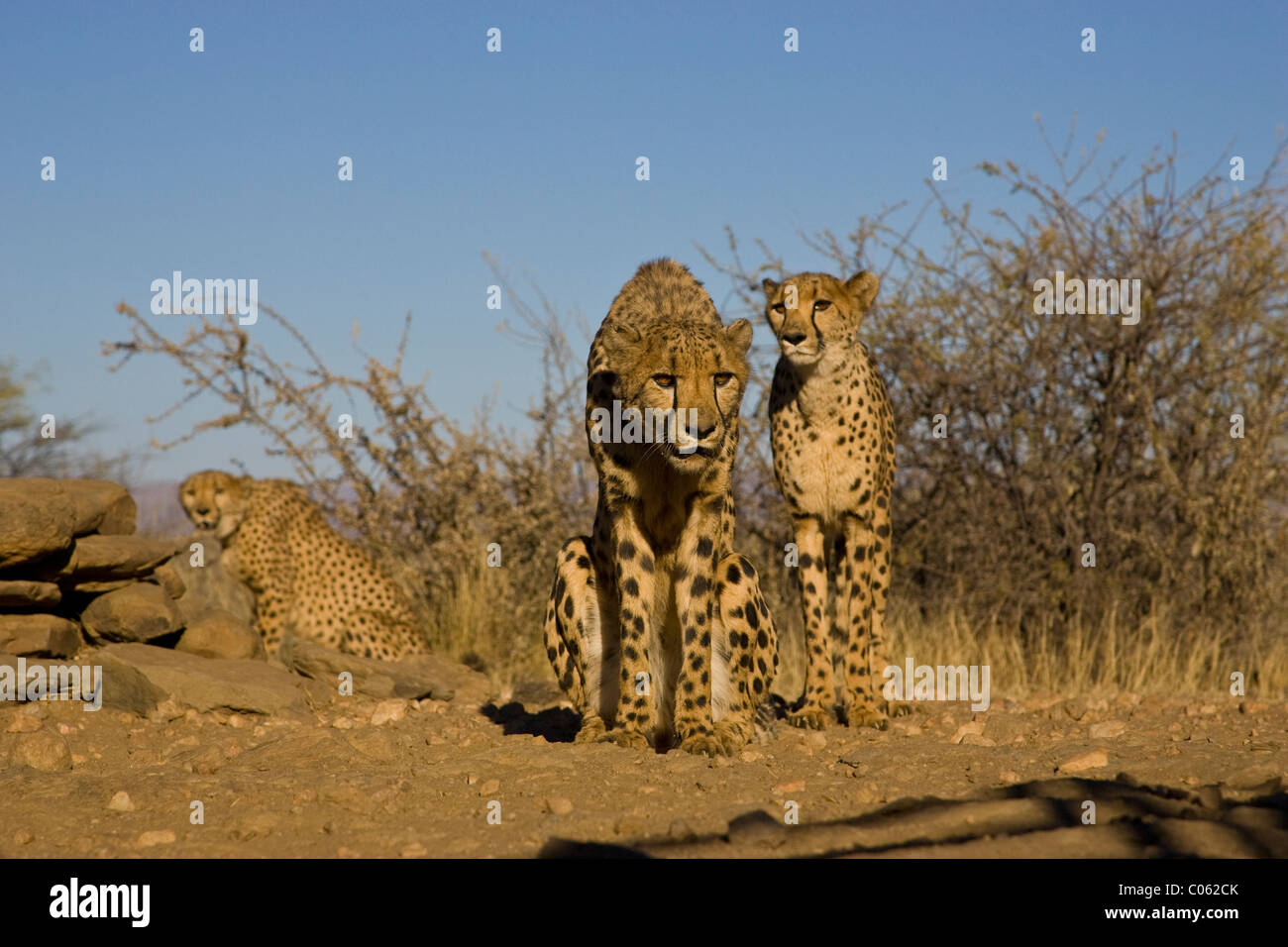 Three Cheetahs, Khomas Hochland, Namibia Stock Photo