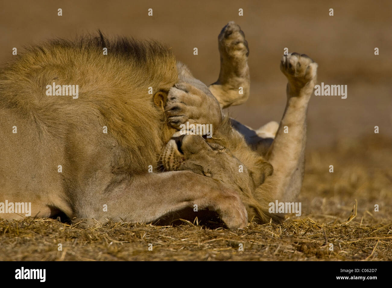 Two lions playing, Etosha National Park, Namibia Stock Photo