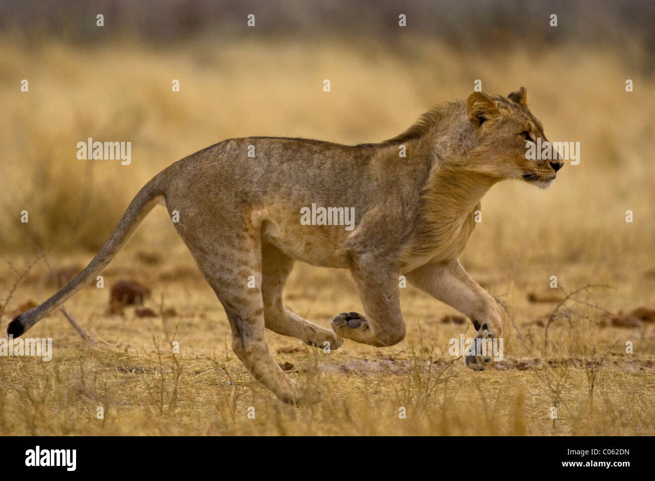 Young lion running, Etosha National Park, Namibia Stock Photo