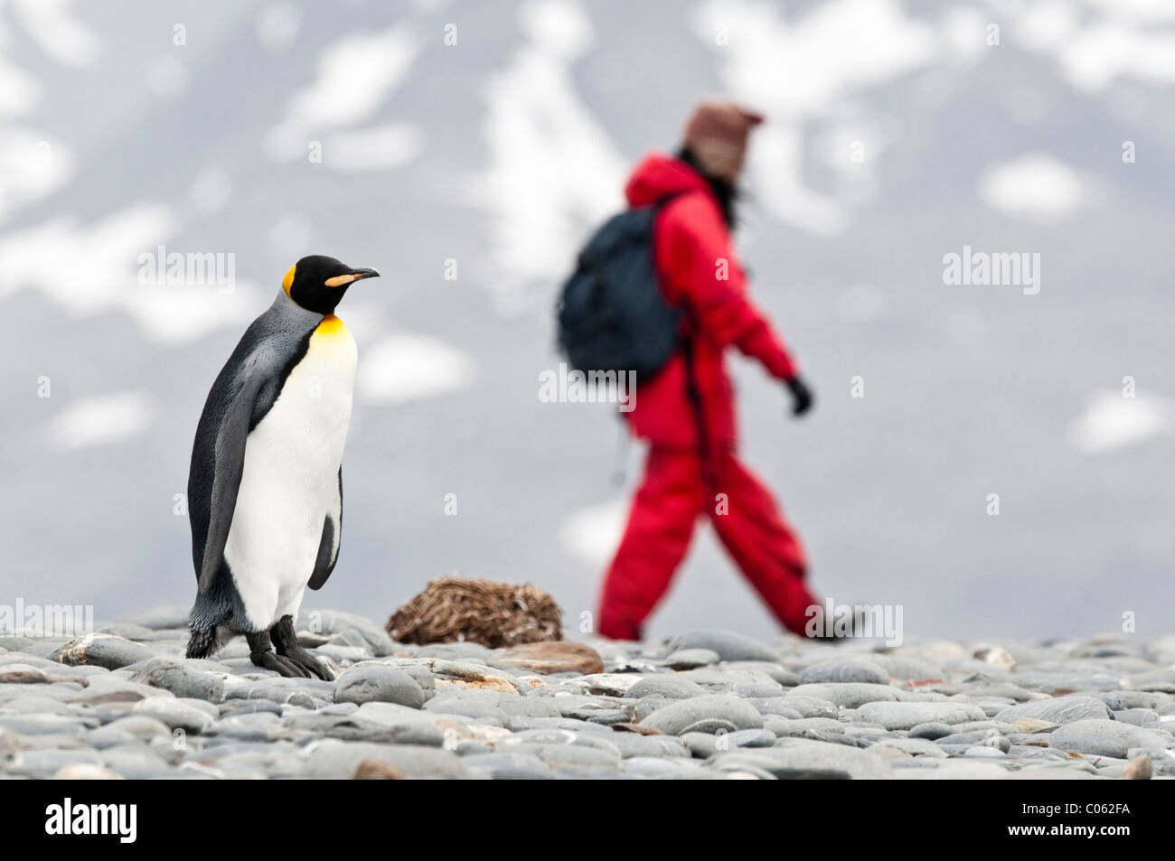 King Penguin with tourists on the beach at Salisbury Plain, South Georgia, South Atlantic Stock Photo