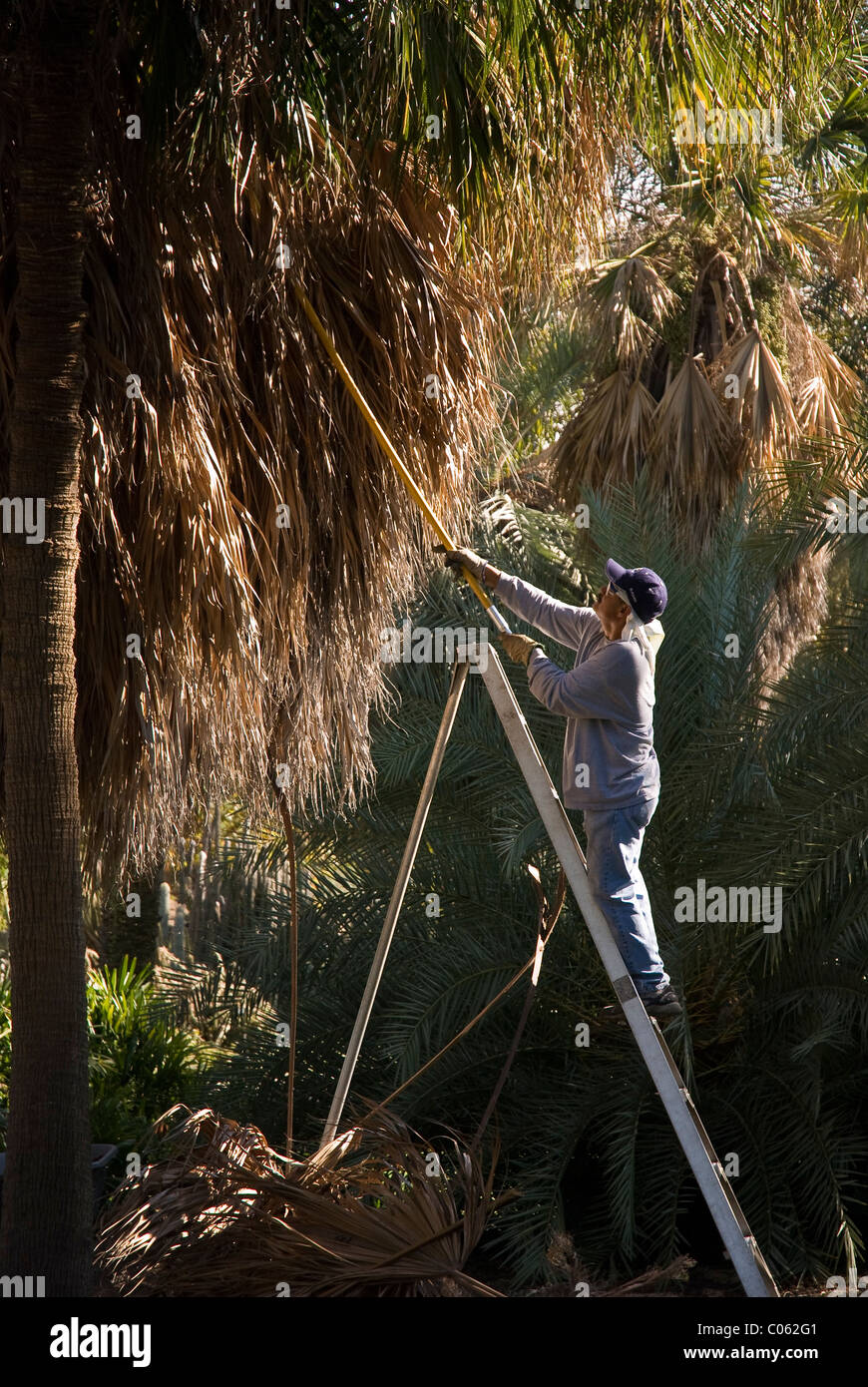 A gardener removes old growth from a Jelly Palm (butia capitata) in the Huntington Botanic Gardens, Santa Monica, USA Stock Photo