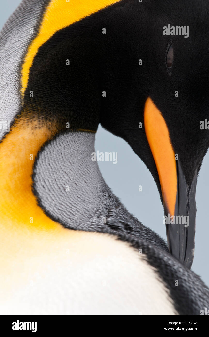 King Penguin preening, Salisbury Plain, South Georgia, South Atlantic. Stock Photo