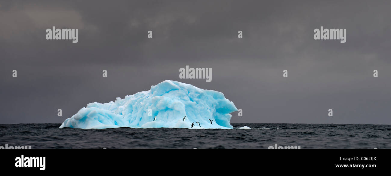 Adelie Penguins (Pygoscelis adeliae) on blue ice berg. Graham Passage, Antarctic Peninsula, Antarctica. Stock Photo