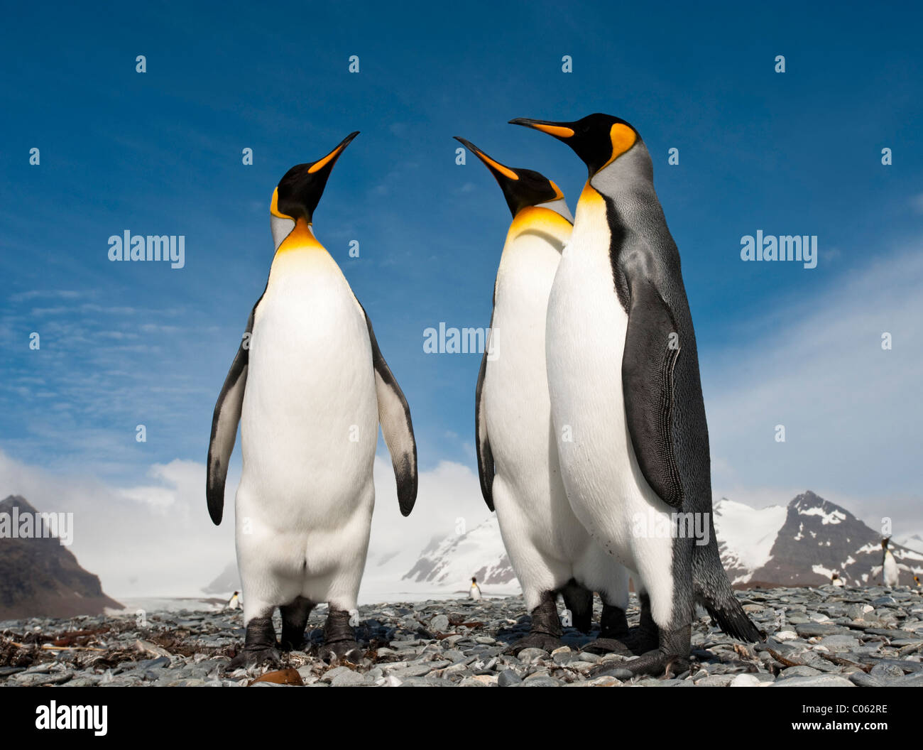 King Penguins on the beach at Salisbury Plain, South Georgia, South Atlantic. Stock Photo