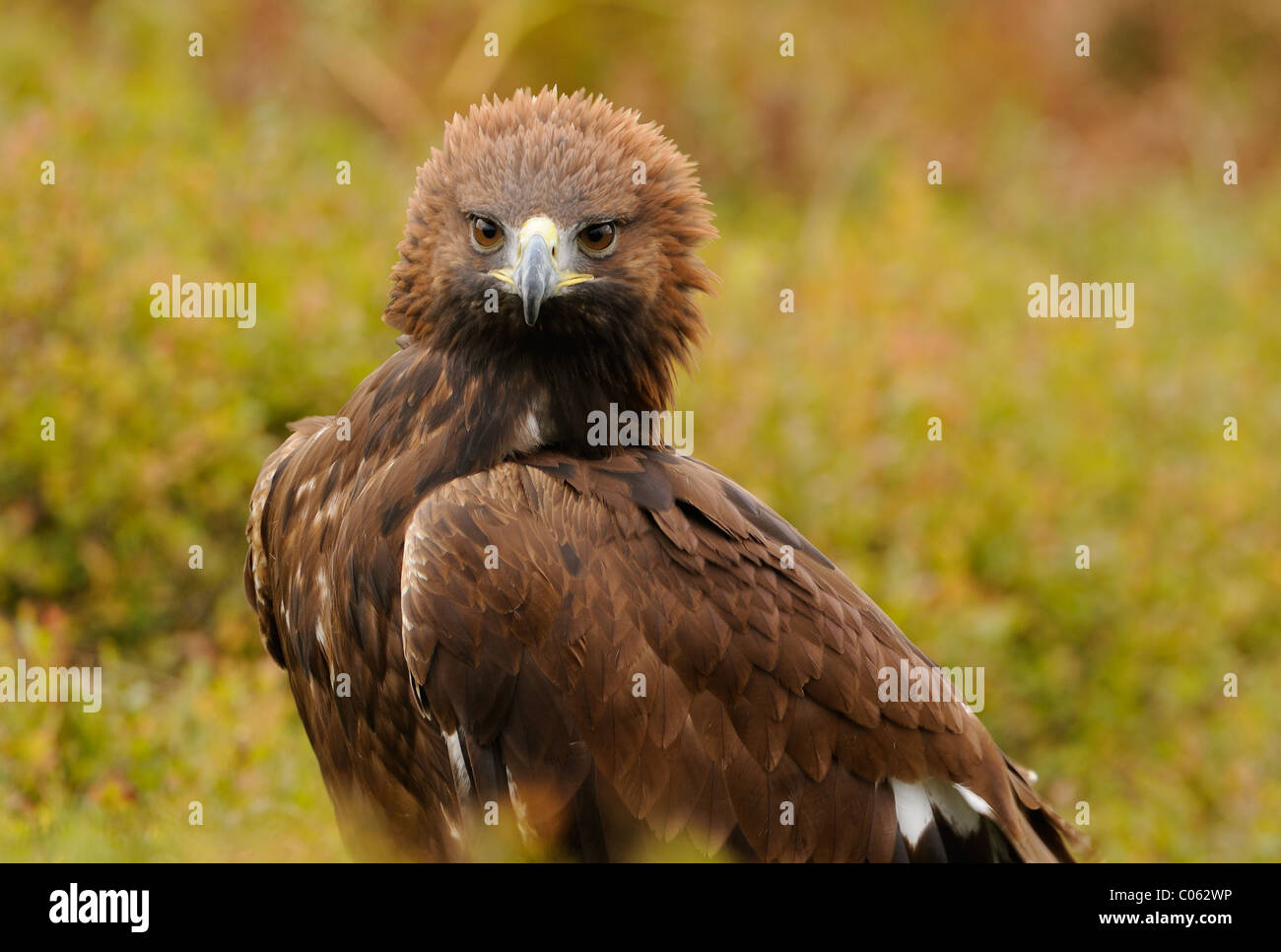 Golden Eagle on a Hillside near Loughborough, Leicestershire in England