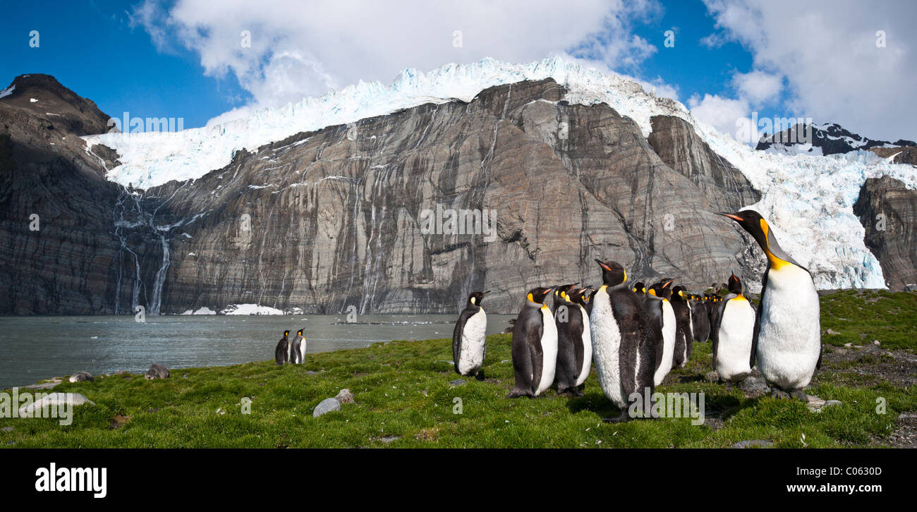 King Penguins at breeding colony. Gold Harbour, South Georgia, South Atlantic Stock Photo