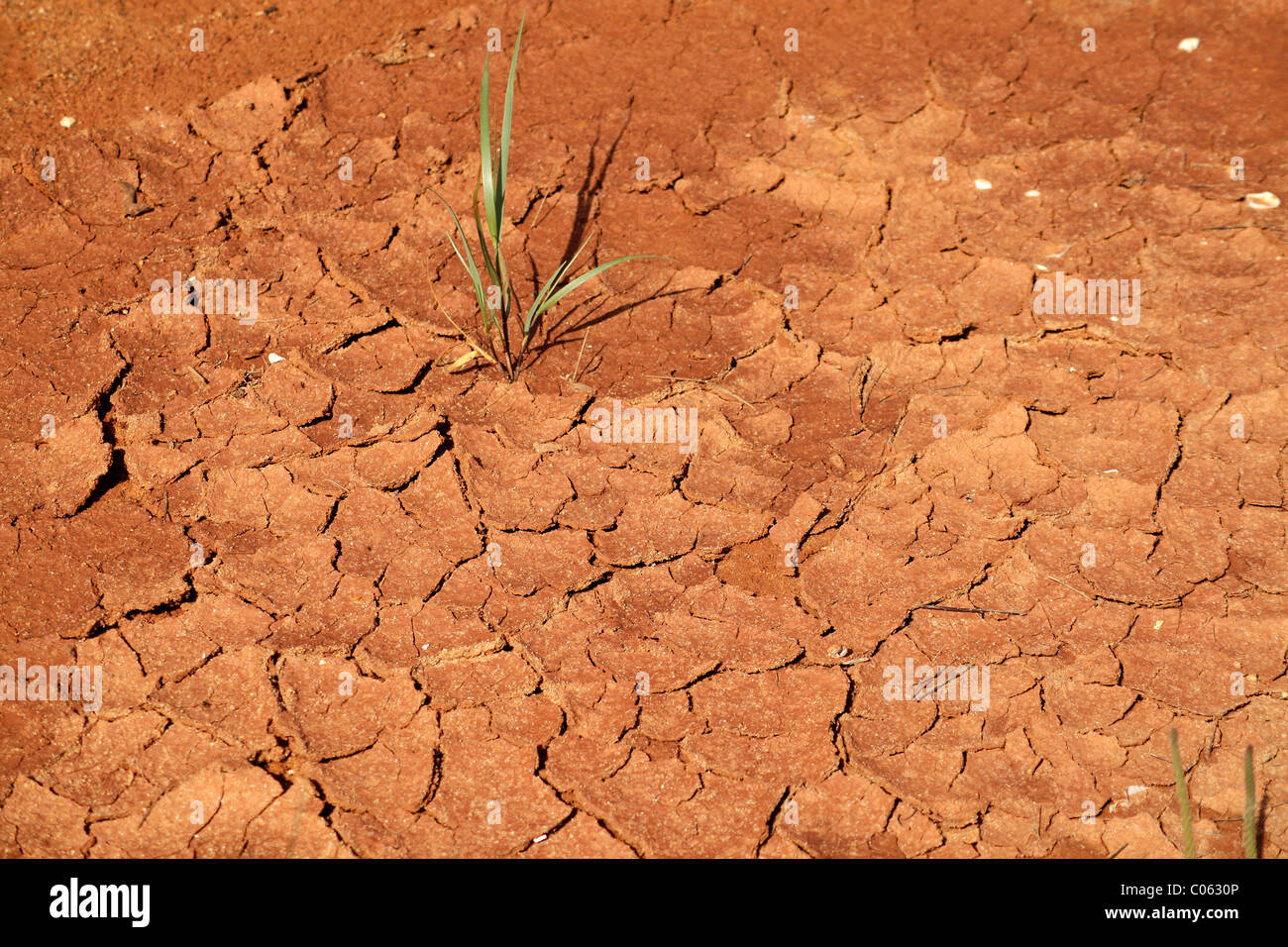 Desiccated loamy ground, lonely plant and cracks, Algarve, Portugal, Europe Stock Photo