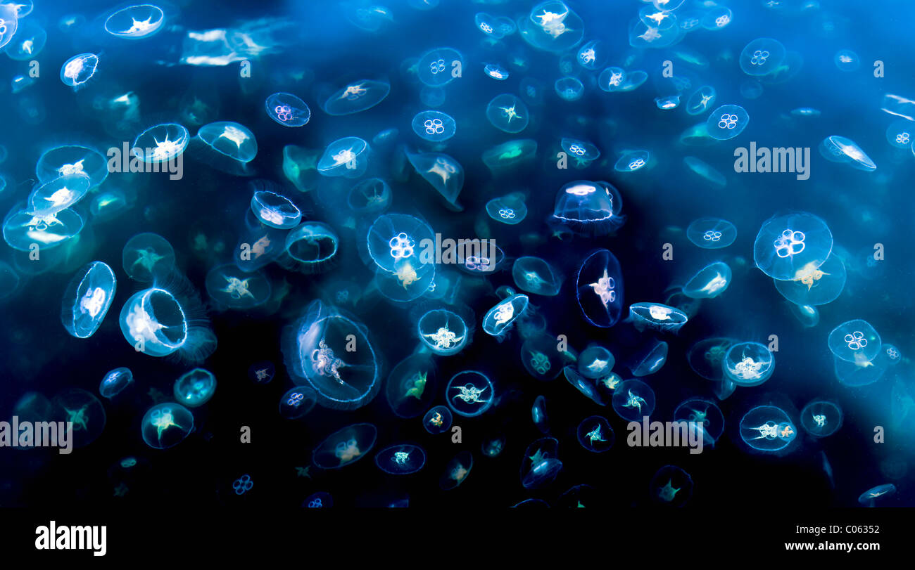 Huge swarm of Moon, saucer or Common Jellyfish photographed from surface, Loch Na Keal, Isle of Mull Stock Photo