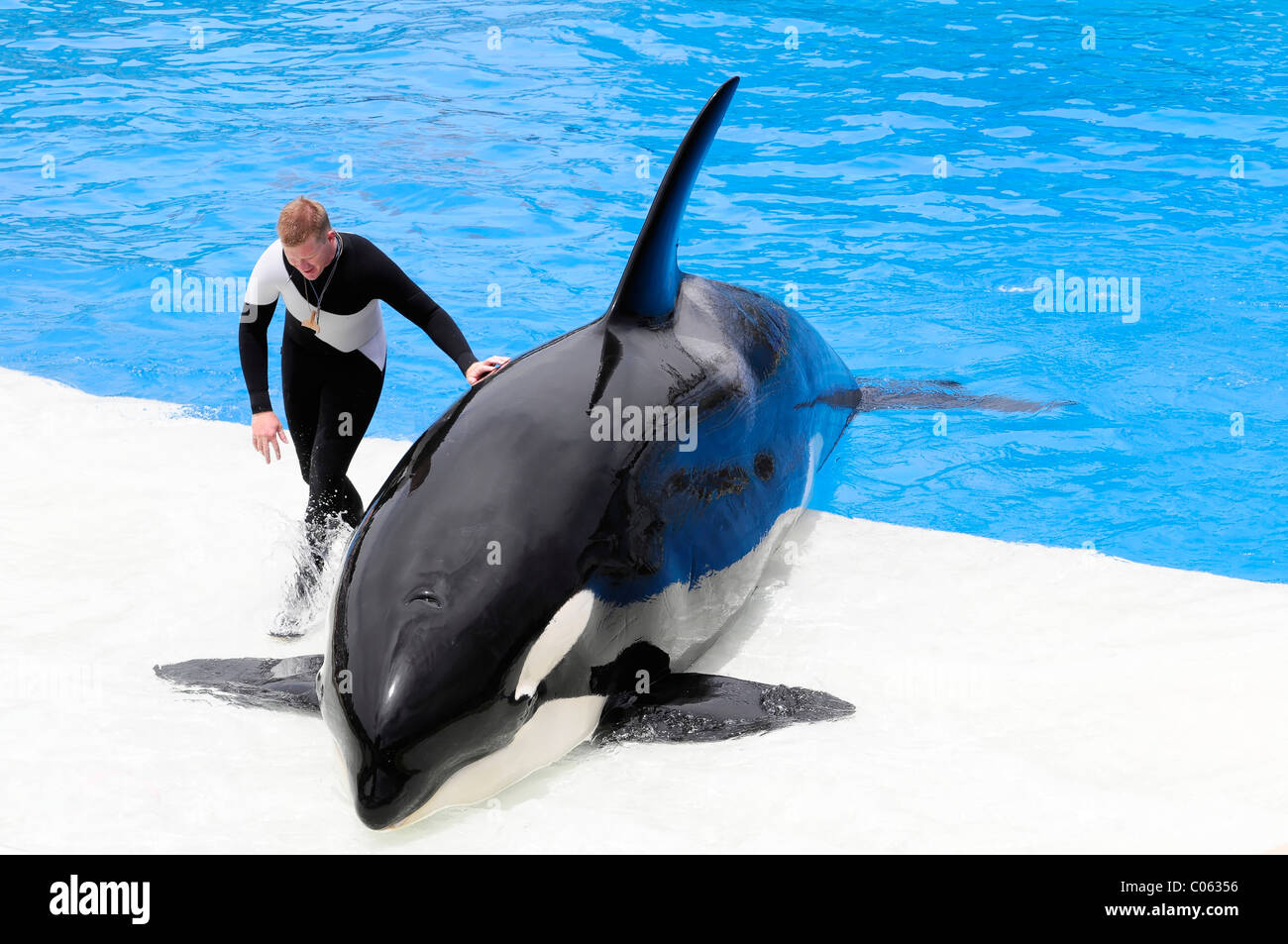 Trained Orca or Killer Whale (Orcinus orca), Shamu Stadium, SeaWorld, San Diego, California, USA Stock Photo
