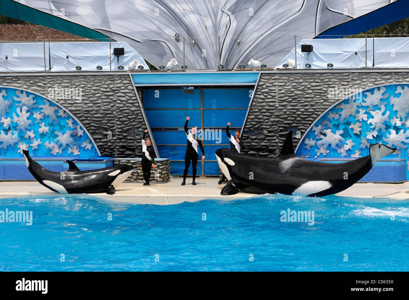Trained Orcas or Killer Whales (Orcinus orca), Shamu Stadium, SeaWorld