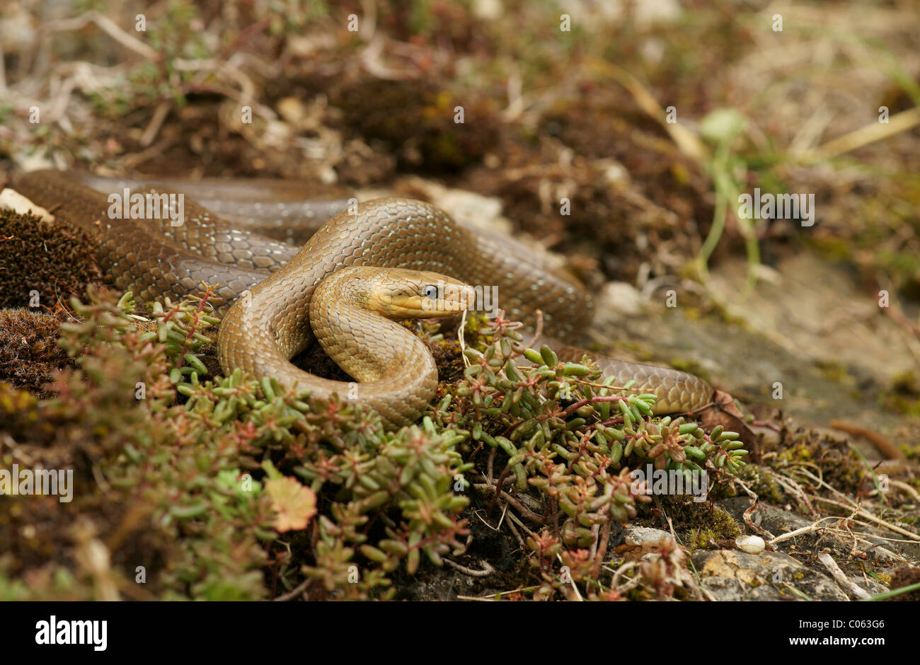 Aesculapian Snake (Zamenis longissimus, Elaphe longissima) Stock Photo