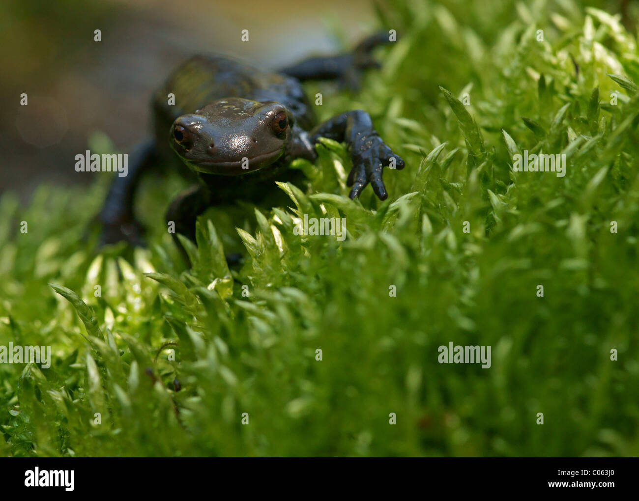 Alpine salamanders hires stock photography and images Alamy