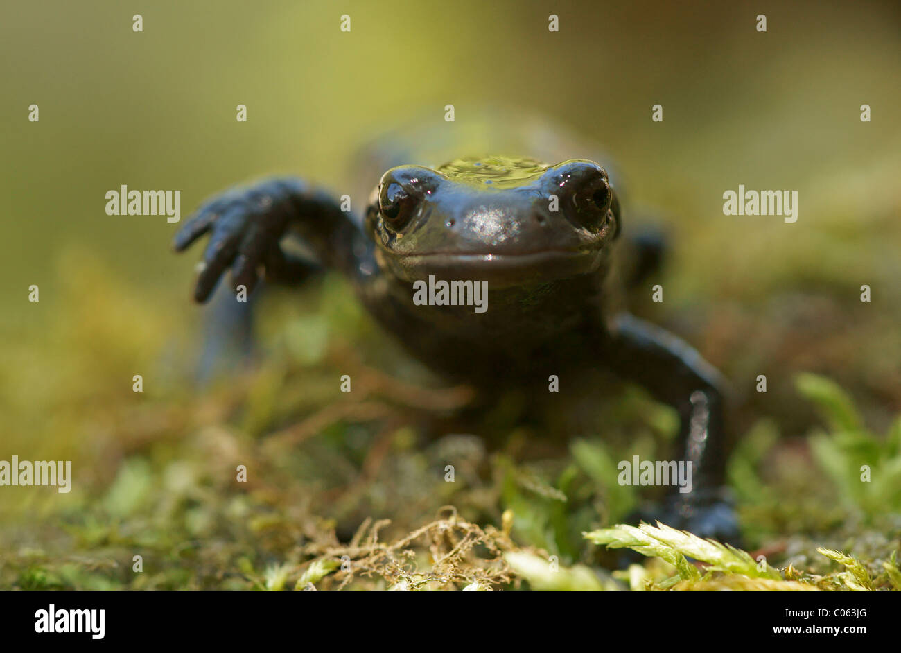 Salamandra atra hi-res stock photography and images - Alamy