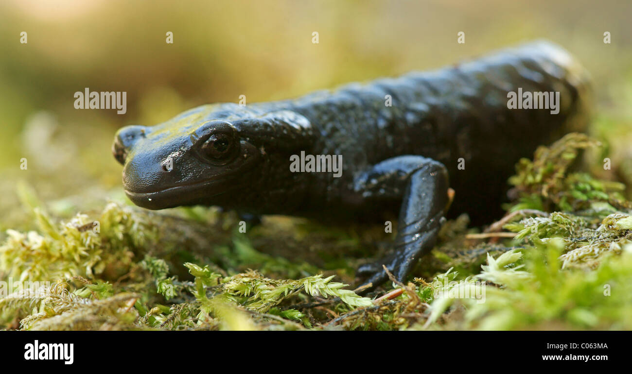 Alpine salamander (Salamandra atra) Stock Photo