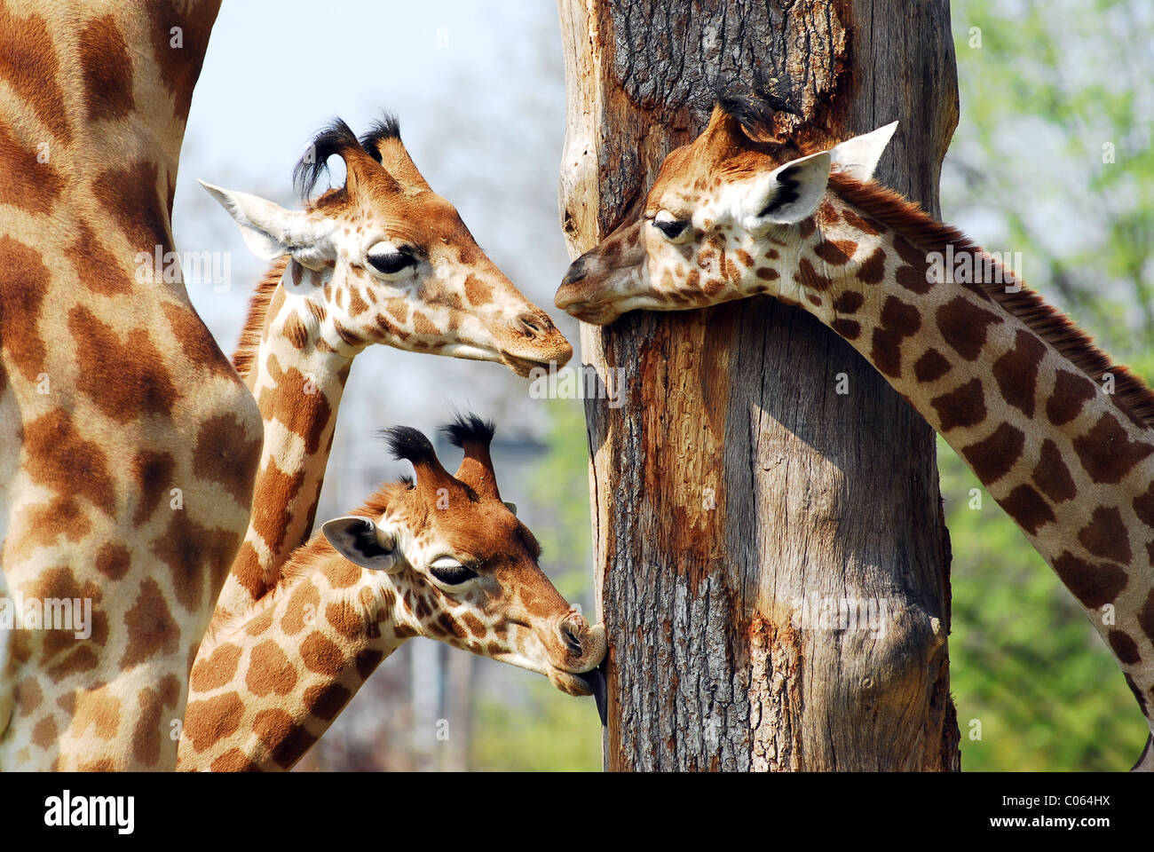 Three young giraffes (Camelopardalis) near a trunk of tree Stock Photo