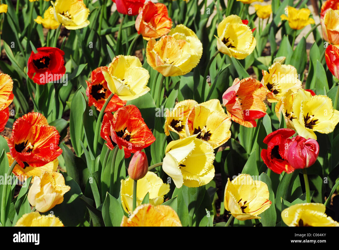 Background red and yellow tulips bed Stock Photo - Alamy