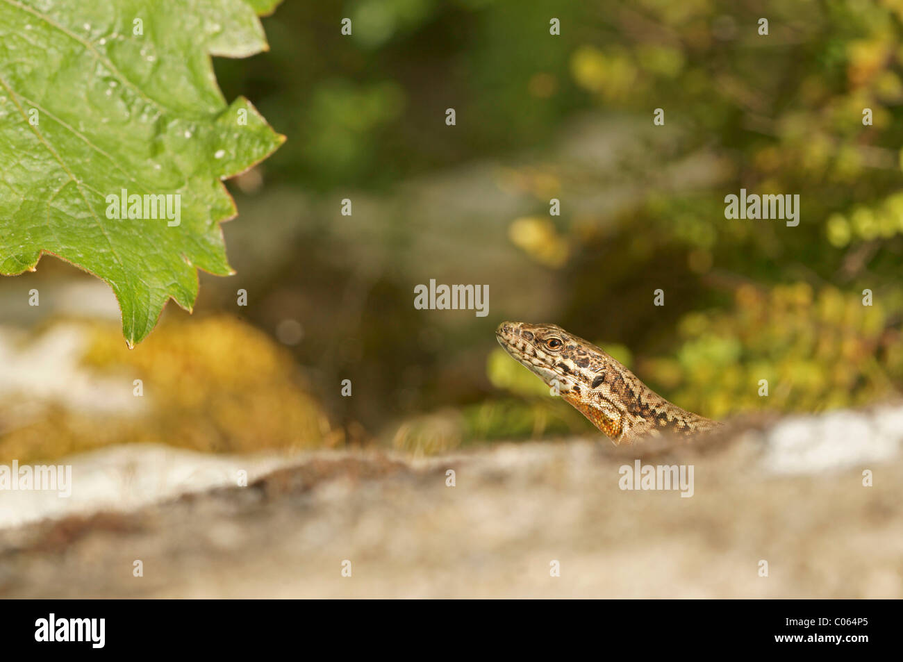 Wall Lizard (Lacerta muralis) Stock Photo
