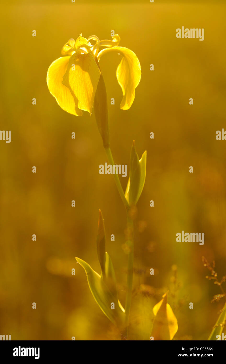 Yellow Iris or Yellow Flag (Iris pseudacorus) with backlighting Stock Photo