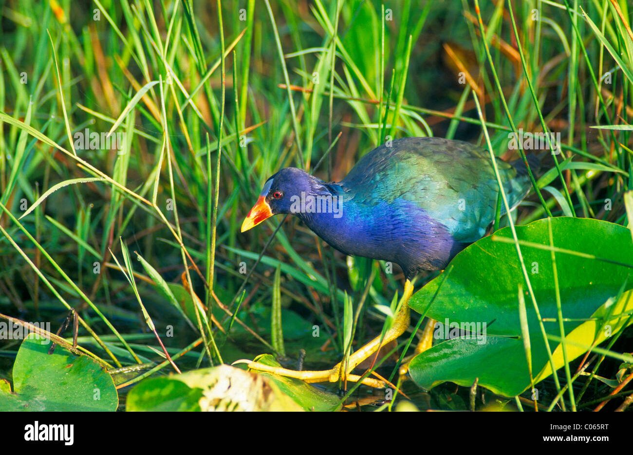 American Purple Gallinule (Porphyrula Martinica) Stock Photo