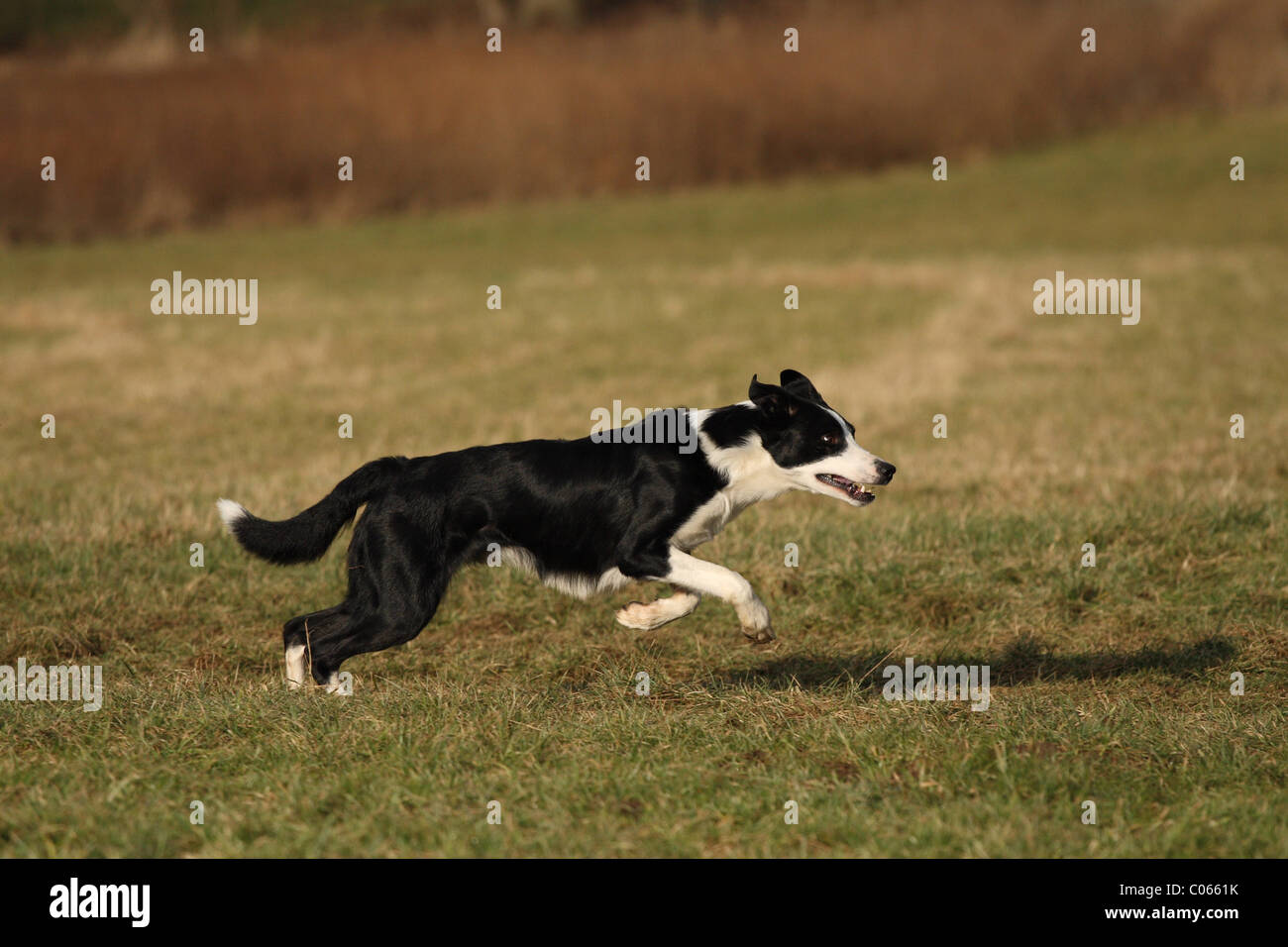 Short haired border collie hi-res stock photography and images - Alamy