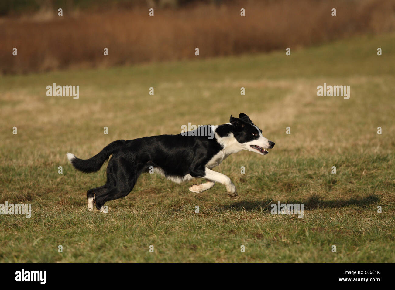 Shorthaired Border Collie Stock Photo 34557199 Alamy