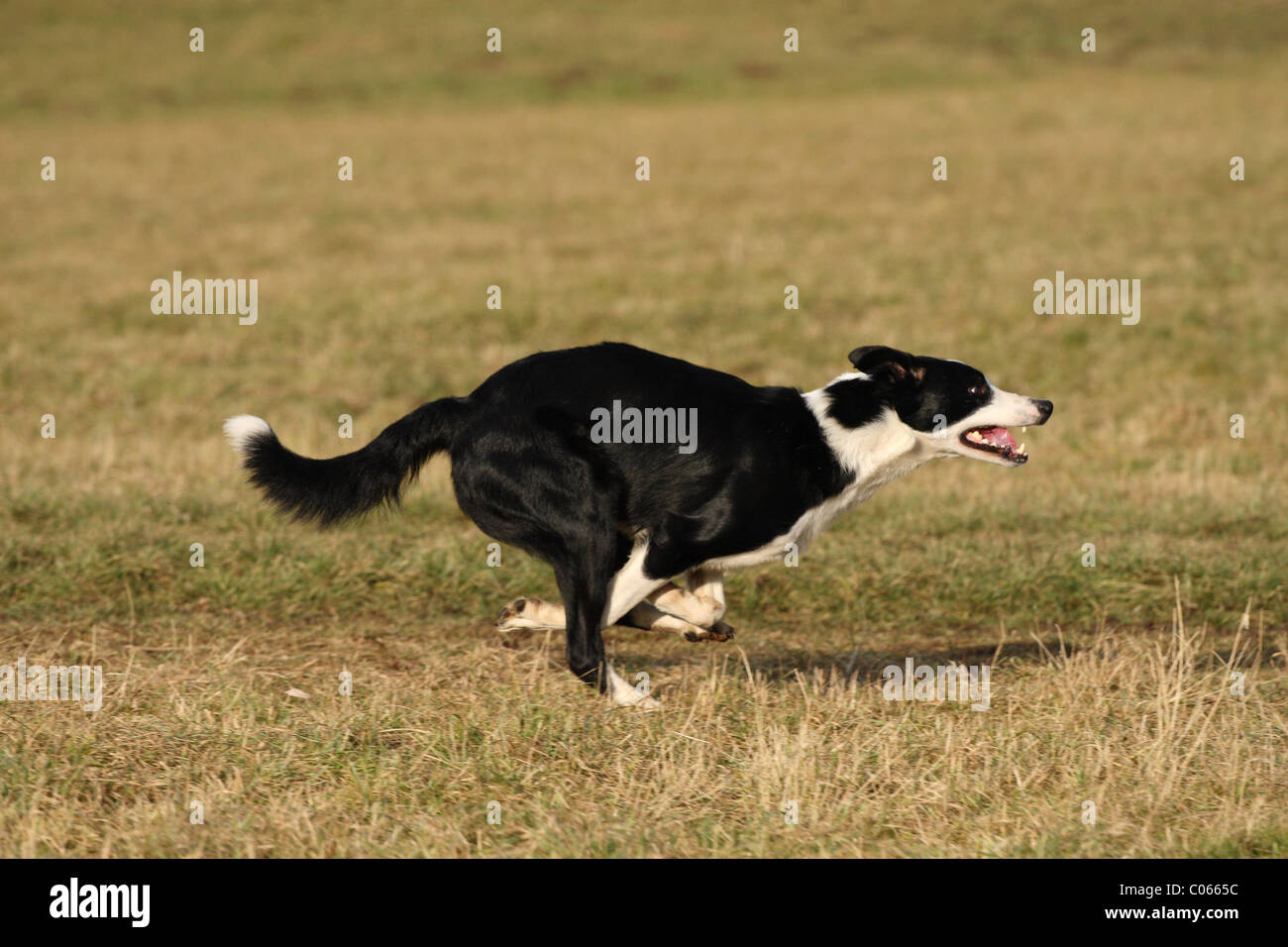 shorthaired Border Collie Stock Photo - Alamy
