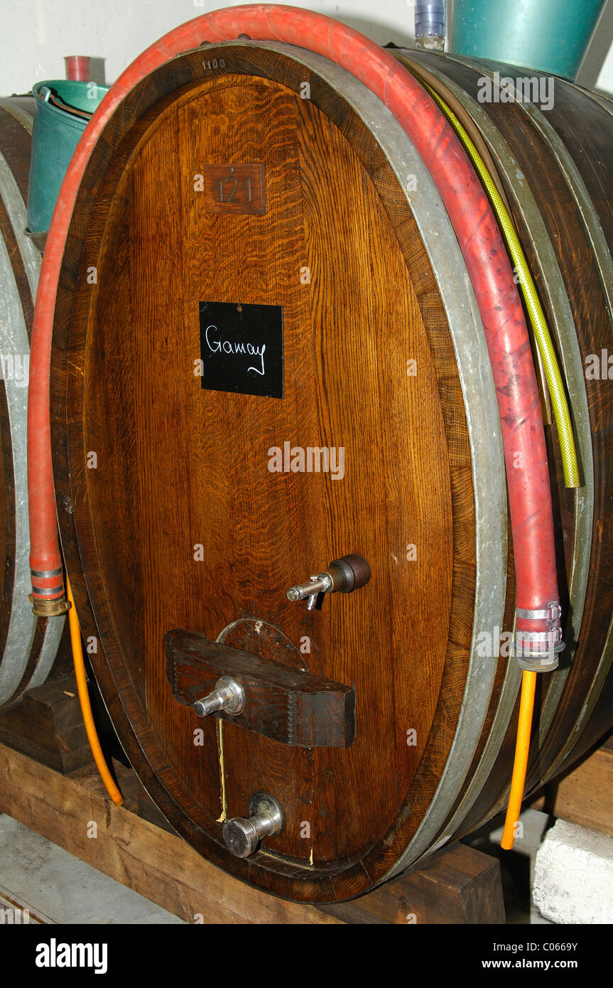 Oak wine barrel for Gamay red wine in a wine cellar, Luins, Vaud, Switzerland, Europe Stock Photo