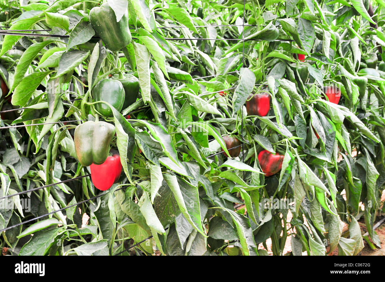 Organic pepper farm. Peppers are cultivated inside a hothouse Stock