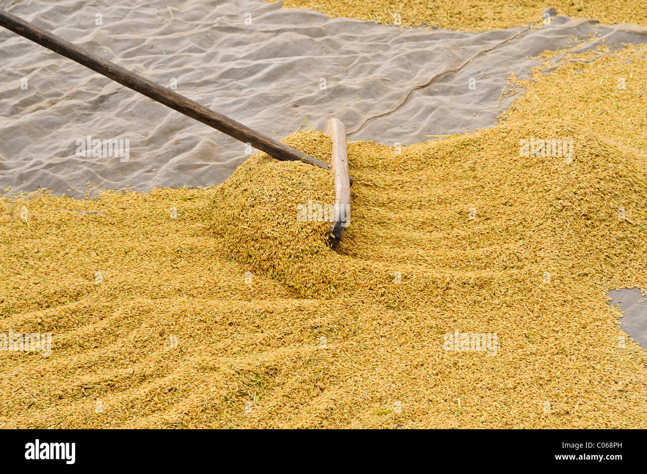 Drying rice, Vietnam, Asia Stock Photo Alamy