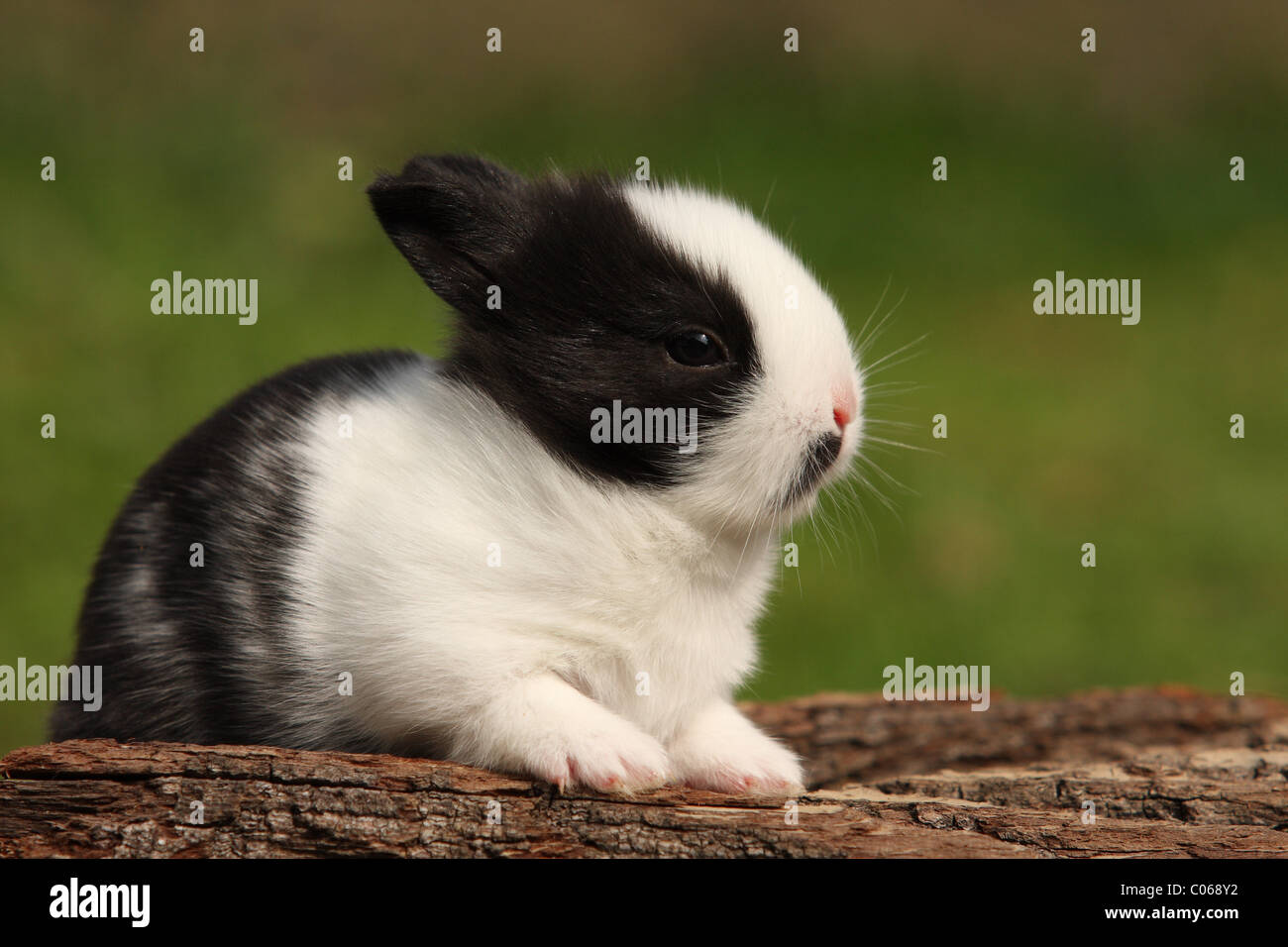 young bunny Stock Photo